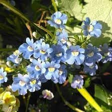 Fairy Mirror Blue Gem Flower seeds for Planting Easy to Grow, Heirloom & GMO Free Seeds for Home Garden seeds for planting