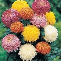 Mixed Colors Chrysanthemum Flower seeds for Planting Cut Flower Favorite, Heirloom & GMO Free Seeds for Home Garden seeds for planting