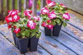 Ornamental Flower seeds for Planting Cut Flower Favorite Heirloom & GMO Free Seeds for Home Garden 
 
 Sale for planting in home garden