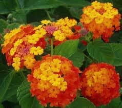 Wandelrose Flower seeds for Planting Easy to Grow, Heirloom & GMO Free Seeds for Home Garden seeds for planting