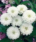 White Oklahoma Flower seeds for Planting Vibrant Colors, Heirloom & GMO Free Seeds for Home Garden seeds for planting