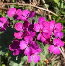 Lunaria Annua Flower seeds for Planting Long Bloom Season, Heirloom & GMO Free Seeds for Home Garden seeds for planting
