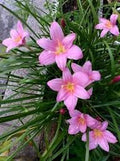 Zephyranthes Flower seeds for Planting Cut Flower Favorite, Heirloom & GMO Free Seeds for Home Garden seeds for planting