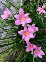 Zephyranthes Flower seeds for Planting Cut Flower Favorite, Heirloom & GMO Free Seeds for Home Garden seeds for planting