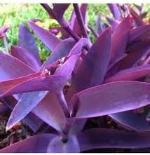 Premium Tradescantia Pallida Flower seeds for Planting Colorful Display, Heirloom & GMO Free Seeds for Home Garden seeds