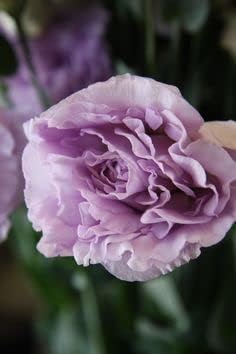 High quality Lavender Eustoma (Lisianthus) Flower seeds for Planting Compact Growth, Heirloom & GMO Free Seeds for Home Garden seeds pack