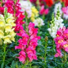 Antirrhinum Flower seeds for Planting Pollinator Friendly Heirloom & GMO Free Seeds for Home Garden 
 
 Sale for planting in home garden