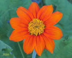 Orange Mini Sunflower Seeds for Planting, Heirloom Non-GMO Garden Seeds for Cut Flowers
 
 Sale seeds for home garden
