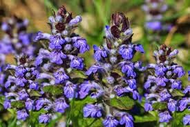 Bugle Flower seeds for Planting Hardy Variety, Heirloom & GMO Free Seeds for Home Garden seeds for planting