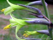 Green Puya Mirabilis Flower seeds for Planting Hardy Variety, Heirloom & GMO Free Seeds for Home Garden vegetable and garden seeds