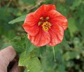 Abutilon Flower seeds for Planting Shade Tolerant, Heirloom & GMO Free Seeds for Home Garden seeds for planting