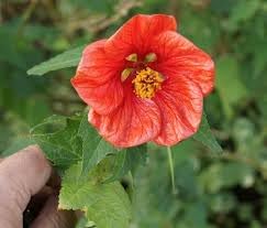 Abutilon Flower seeds for Planting Shade Tolerant, Heirloom & GMO Free Seeds for Home Garden seeds for planting