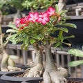 Adenium Obesum Flower seeds for Planting Garden Favorite, Heirloom & GMO Free Seeds for Home Garden seeds for planting