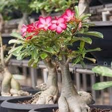 Adenium Obesum Flower seeds for Planting Garden Favorite, Heirloom & GMO Free Seeds for Home Garden seeds for planting