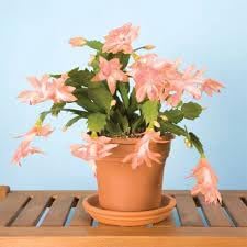 Heirloom (Heirloom Schlumbergera) seeds for planting in home garden