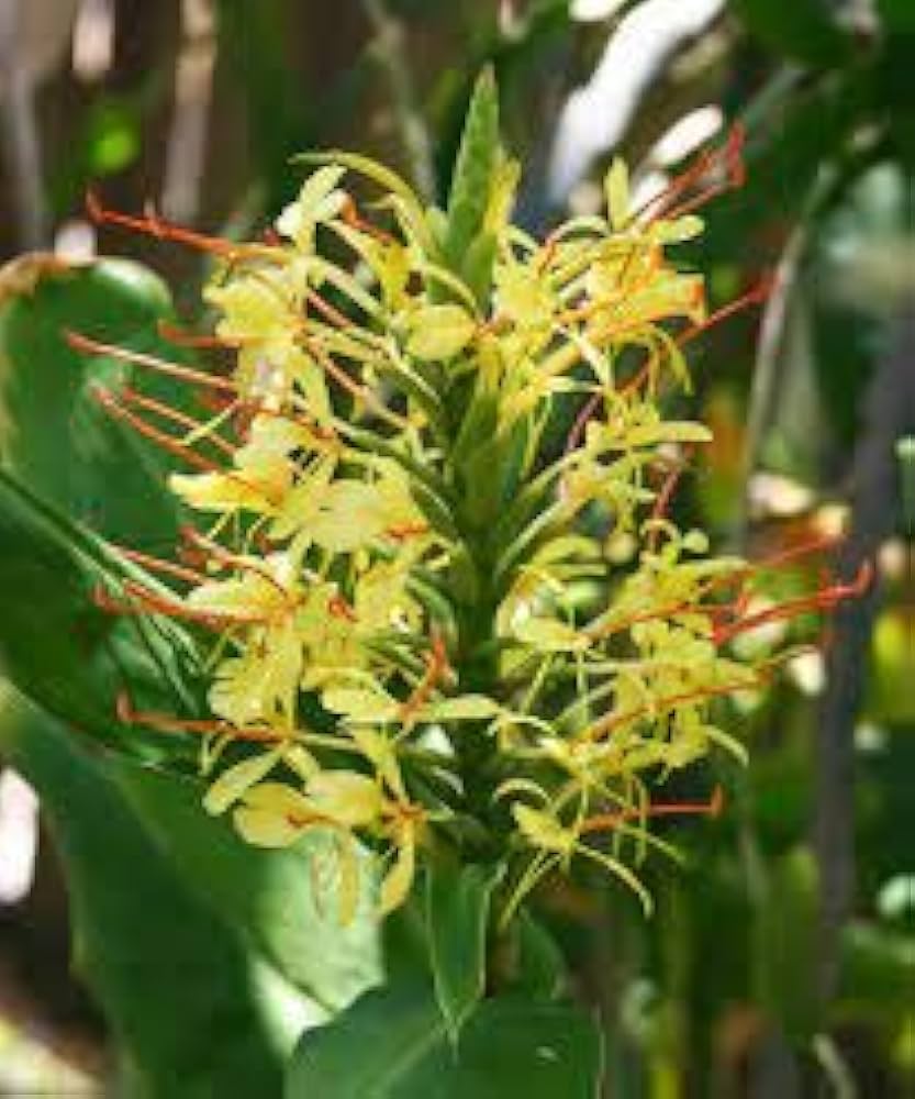 Yellow Fragrant Flower seeds for Planting Long Bloom Season, Heirloom & GMO Free Seeds for Home Garden seeds for planting