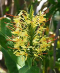 Yellow Fragrant Flower seeds for Planting Long Bloom Season, Heirloom & GMO Free Seeds for Home Garden seeds for planting
