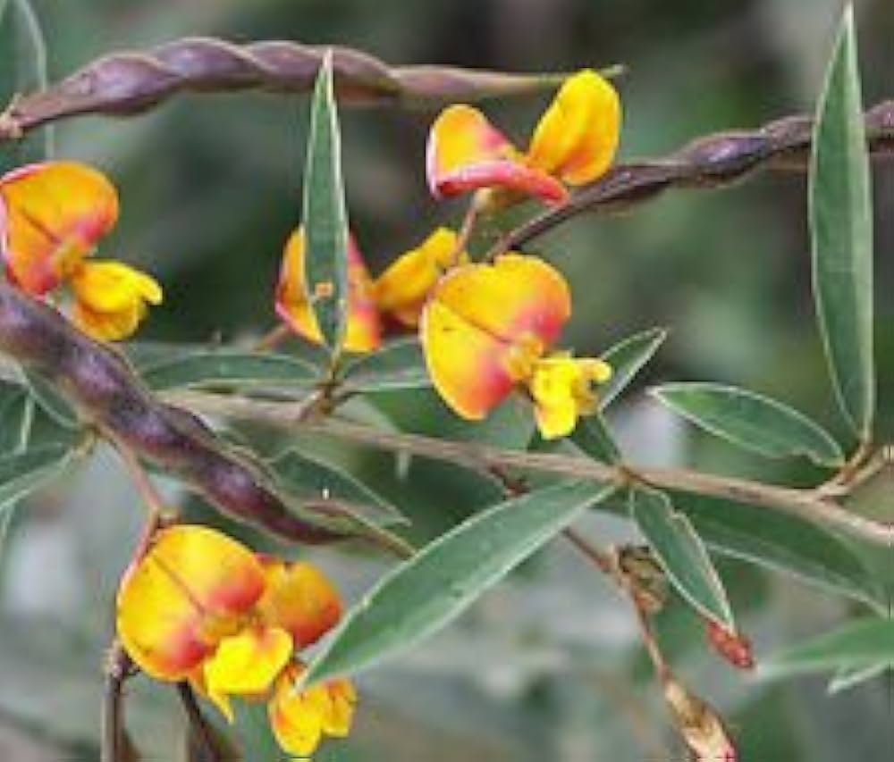 Yellow Cajanus Cajan Flower seeds for Planting Low Maintenance, Heirloom & GMO Free Seeds for Home Garden Sale seeds for planting