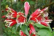 Red Alstroemeria Psittacina Flower seeds for Planting Cottage Garden Essential, Heirloom & GMO Free Seeds for Home Garden seeds for planting