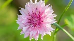 Cornflower Polka Dot Flower seeds for Planting Long Bloom Season Heirloom & GMO Free Seeds for Home Garden 
 
 Sale for planting in home garden