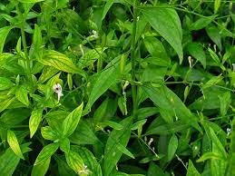 Andrographis Flower seeds for Planting Compact Growth Heirloom & GMO Free Seeds for Home Garden 
 
 Sale for planting in home garden