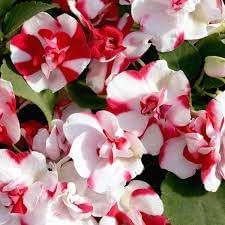 Camellia Impatiens Flower seeds for Planting - Garden Favorite, Heirloom & GMO Free Seeds for Home Garden
 
 Sale seeds for home garden