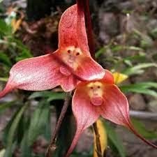 Heirloom Pink Monkey Face Orchid Flower seeds for Planting Low Maintenance, Heirloom & GMO Free Seeds for Home Garden seeds for planting