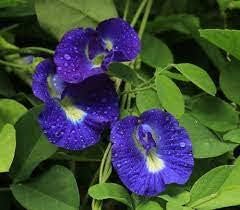Blue Clitoria ternatea Flower seeds for Planting Easy to Grow, Heirloom & GMO Free Seeds for Home Garden seeds for planting