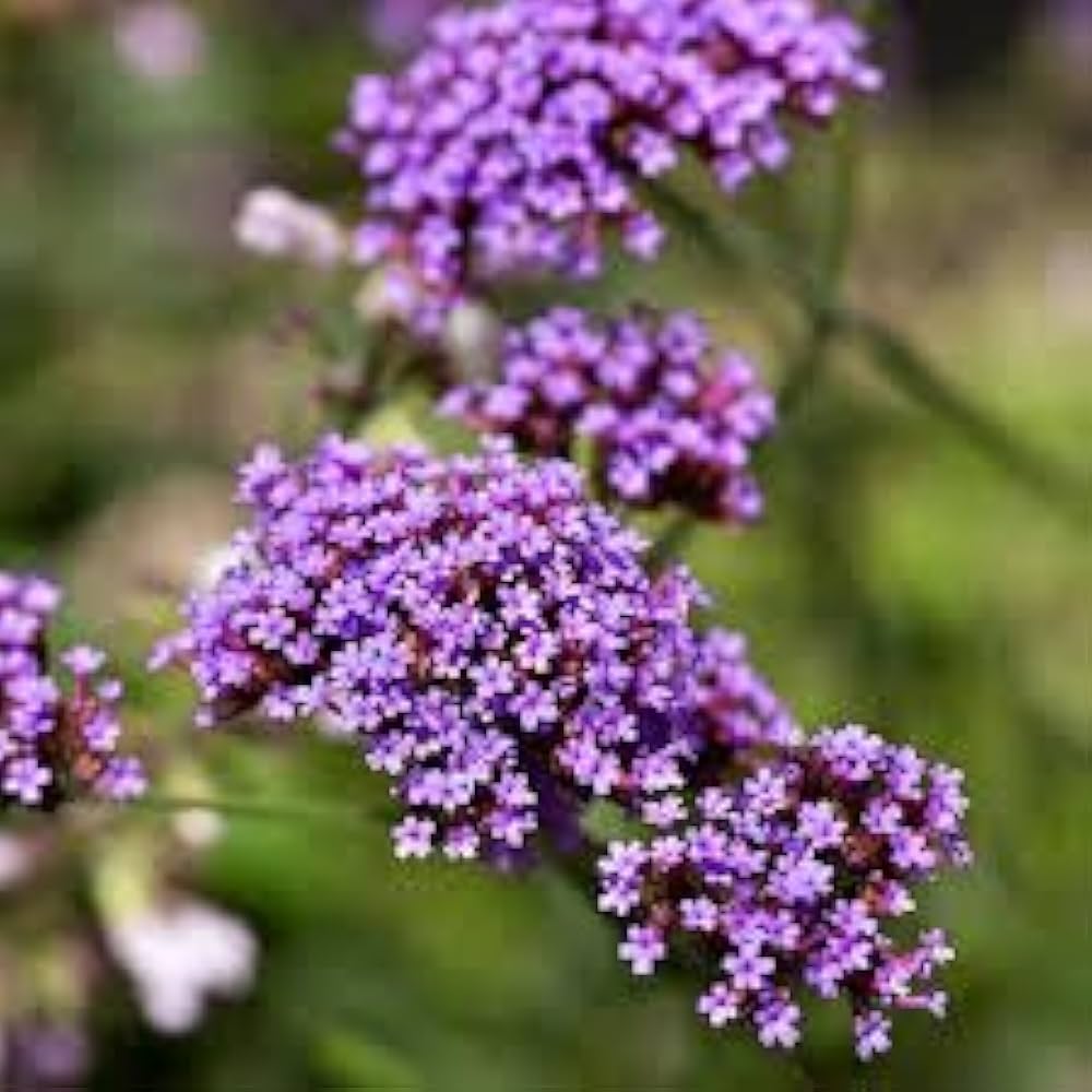 Vervain Flower seeds for Planting Drought Tolerant, Heirloom & GMO Free Seeds for Home Garden vegetable and garden seeds