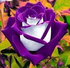 Violet White Rose Flower seeds for Planting - Seasonal Bloomer, Heirloom & GMO Free Seeds for Home Garden
 
 Sale seeds for home garden