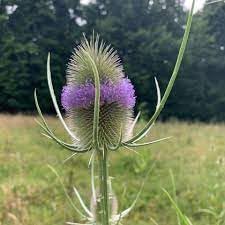 Dipsacus Flower seeds for Planting Wildflower Mix, Heirloom & GMO Free Seeds for Home Garden seeds for planting