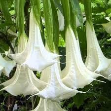 Engelstrompete Flower seeds for Planting Drought Tolerant, Heirloom & GMO Free Seeds for Home Garden seeds for planting