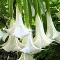 Engelstrompete Flower seeds for Planting Drought Tolerant, Heirloom & GMO Free Seeds for Home Garden seeds for planting