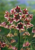 Nectaroscordum Flower seeds for Planting Fragrant Blossoms, Heirloom & GMO Free Seeds for Home Garden seeds for planting