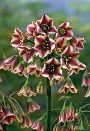 Nectaroscordum Flower seeds for Planting Fragrant Blossoms, Heirloom & GMO Free Seeds for Home Garden seeds for planting
