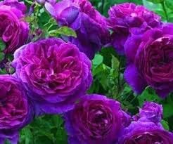 Pink Purple Climbing Rose Flower seeds for Planting Garden Favorite, Heirloom & GMO Free Seeds for Home Garden seeds for planting