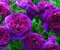 Pink Purple Climbing Rose Flower seeds for Planting Garden Favorite, Heirloom & GMO Free Seeds for Home Garden seeds for planting