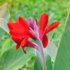 Canna Flower seeds for Planting Perfect for Borders, Heirloom & GMO Free Seeds for Home Garden seeds for planting