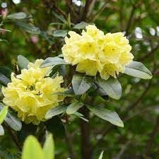 Rhododendron Flower seeds for Planting Fragrant Blossoms Heirloom & GMO Free Seeds for Home Garden 
 
 Sale for planting in home garden