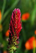 Pink Pachystachys Lutea Seeds Flower seeds for Planting Perfect for Borders, Heirloom & GMO Free Seeds for Home Garden seeds for planting