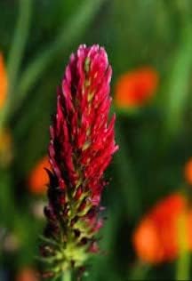 Pink Pachystachys Lutea Seeds Flower seeds for Planting Perfect for Borders, Heirloom & GMO Free Seeds for Home Garden seeds for planting