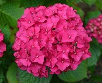 High quality Pink Hydrangea Flower seeds for Planting Fragrant Blossoms, Heirloom & GMO Free Seeds for Home Garden seeds pack