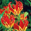 Gloriosa Flower seeds for Planting Shade Tolerant, Heirloom & GMO Free Seeds for Home Garden seeds for planting