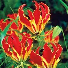 Gloriosa Flower seeds for Planting Shade Tolerant, Heirloom & GMO Free Seeds for Home Garden seeds for planting