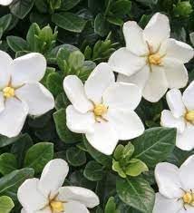 Heirloom Jasminoids Flower seeds for Planting Premium Quality Heirloom & GMO Free Seeds for Home Garden 
 
 Sale for planting in home garden