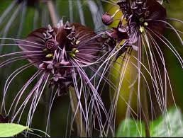 Tiger Orchid Flower seeds for Planting Seasonal Bloomer, Heirloom & GMO Free Seeds for Home Garden seeds for planting