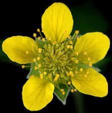 Urbanum Flower seeds for Planting Cut Flower Favorite Heirloom & GMO Free Seeds for Home Garden 
 
 Sale for planting in home garden