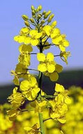 Wikipedia Flower seeds for Planting Wildflower Mix, Heirloom & GMO Free Seeds for Home Garden seeds for planting