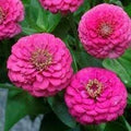 Elegans Flower seeds for Planting Low Maintenance, Heirloom & GMO Free Seeds for Home Garden seeds for planting