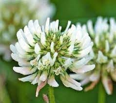 Dutch Flower seeds for Planting Long Bloom Season, Heirloom & GMO Free Seeds for Home Garden vegetable and garden seeds